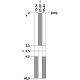 3SE5232-0PC05